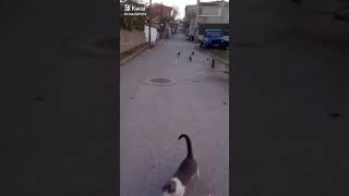 Burası Bizim Mahalle Tik Tok En Yeni Akımlar