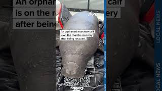 Orphaned manatee calf rescued and recovering at SeaWorld Orlando