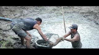 Panen Lele Candy Makmur Jaya