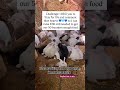 #unitedstates #rabbit #helpmemakethismakesense #animal #blackamericans #bunny #usa #cute