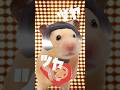 "HamPacino Kintaro Candy" Scene5 #short #hampacino #mikuhatsune #hamsters #ハムパチーノ