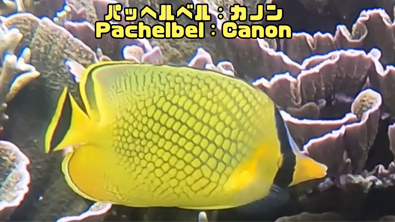4k 「アミチョウチョウウオ」「Latticed butterflyfish」【4k 水中