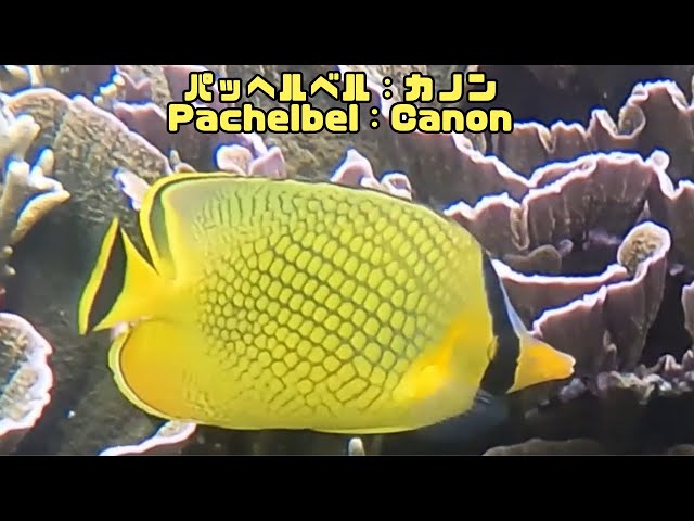 4k 「アミチョウチョウウオ」「Latticed butterflyfish」【4k 水中