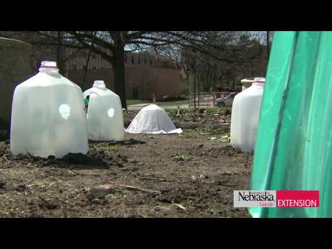 Video: Plants That Protect The Vegetable Garden And Garden