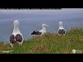 Royal Albatross Return To Breeding Grounds At Taiaroa Head | DOC | Cornell Lab – Oct. 29, 2020