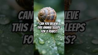 Snails Can Sleep For 3 Years - What?!