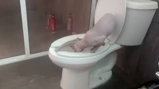 Sphynx Cats: Potty-trained by Sphynx Cats Cozumel 199 views 2 months ago 25 seconds