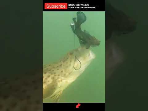 Video: Cara Memancing Cacing 