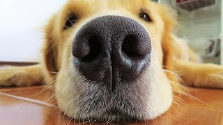 Odd Facts You Didn't Know About Golden Retrievers by Golden Hearts 18,286 views 1 year ago 9 minutes, 23 seconds