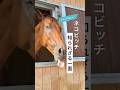 【引退競走馬】TCCホース ネコビッチくんの秘密に迫る！#メタセコイアと馬の森#馬 #引退競走馬 #ネコビッチ