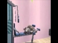 The Sims 2: GLITCH!! DOG Working Out!!!