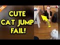 Funny : Persian Cat Fails to jump onto the table