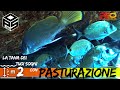 PESCA SUB SARDEGNA Pesca subacquea AGGUATO, TANA E ASPETTO NEL BASSOFONDO Pesca  Pastura e richiami