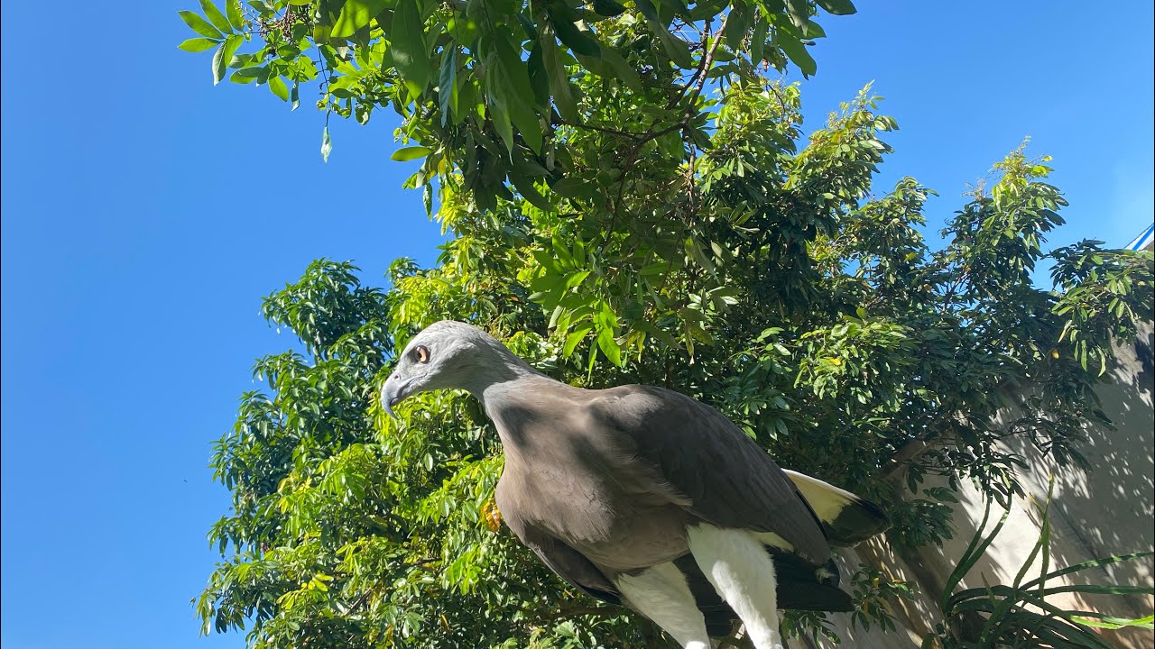 Cambodia Eagle form Veal Veng, Pursat replacement!
