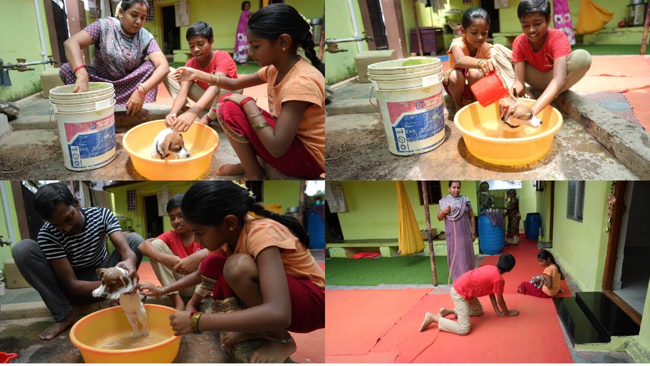 இவங்க கிட்ட நாய் குட்டியை குளிக்க வைக்க சொன்னது தப்பா போச்சு..