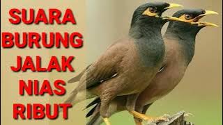 Suara Burung Jalak Nias Ribut||Suara Pikat Jalak Nias mp3