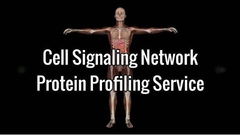 Cell Signaling Network - Protein Profiling Service