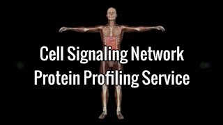 Cell Signaling Network - Protein Profiling Service
