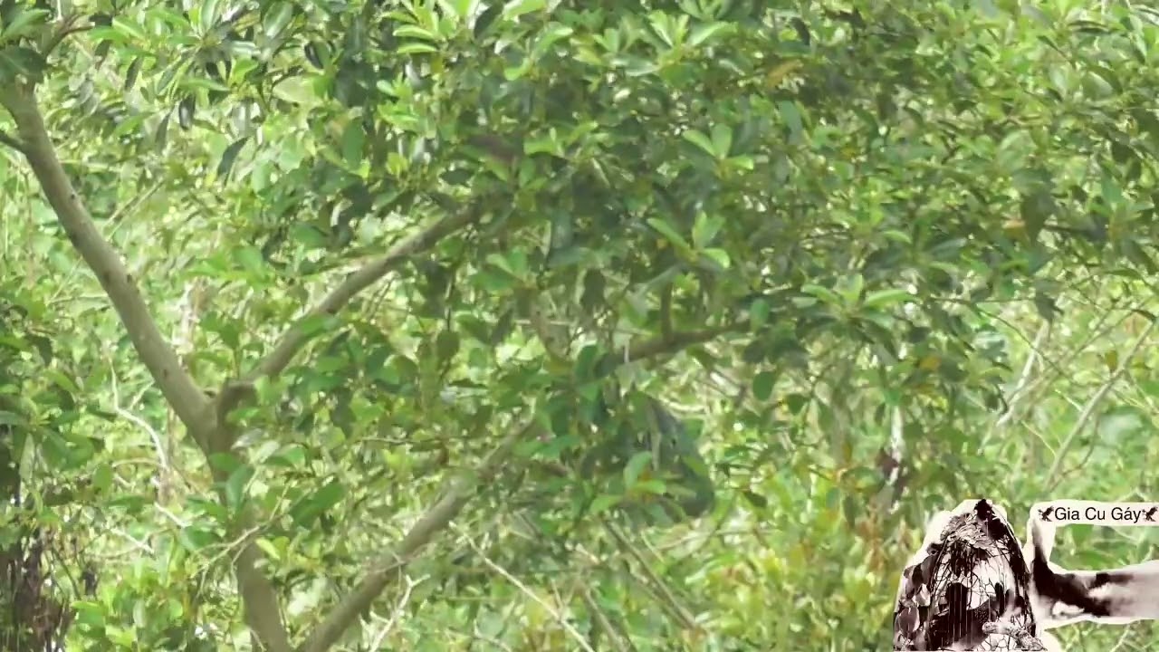 Thổ Sư Phụ hạ bổi Thổ Vip/ Bẫy cu gáy mồi cây