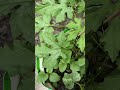 small 🙇 bitter gourd vine 🥒