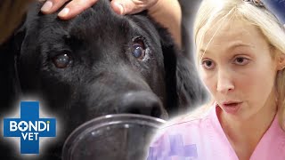 Scary Disease Attacks Old Dog's Brain With Unsettling Symptoms 💔 | Bondi Vet Clips | Bondi Vet