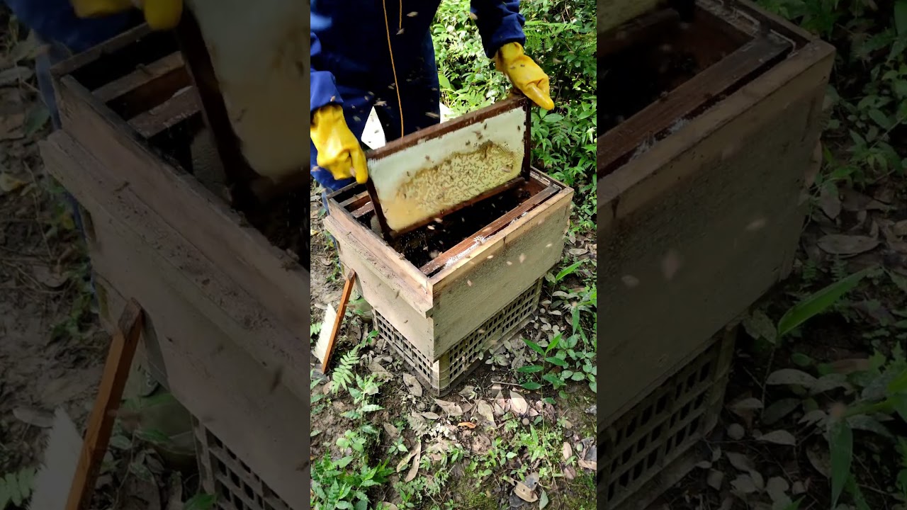 Safety precautions are important when harvesting propolis from beehives