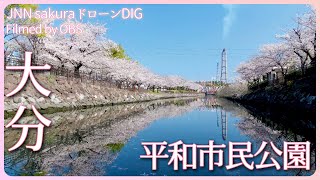 戻りつつある春の風景　大分県大分市【JNN sakuraドローンDIG 2023】