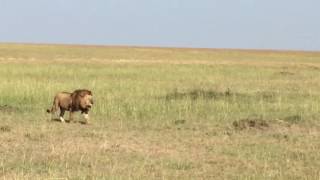 Male Lions in Maasai Mara