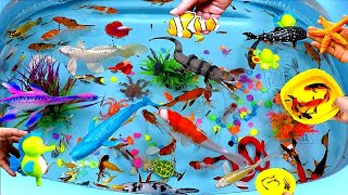 Cute Animal Videos, Shark, Crocodile, Seahorse Swimming, Whale, Goldfish, Crab, Snake, Clownfish