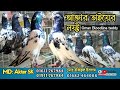 Oman bloodline teddy pigeon  best pigeon loft in bangladesh