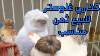 كناري غلوستر للبيع بالجملة والتقسيط مع أقفاص التزاوج