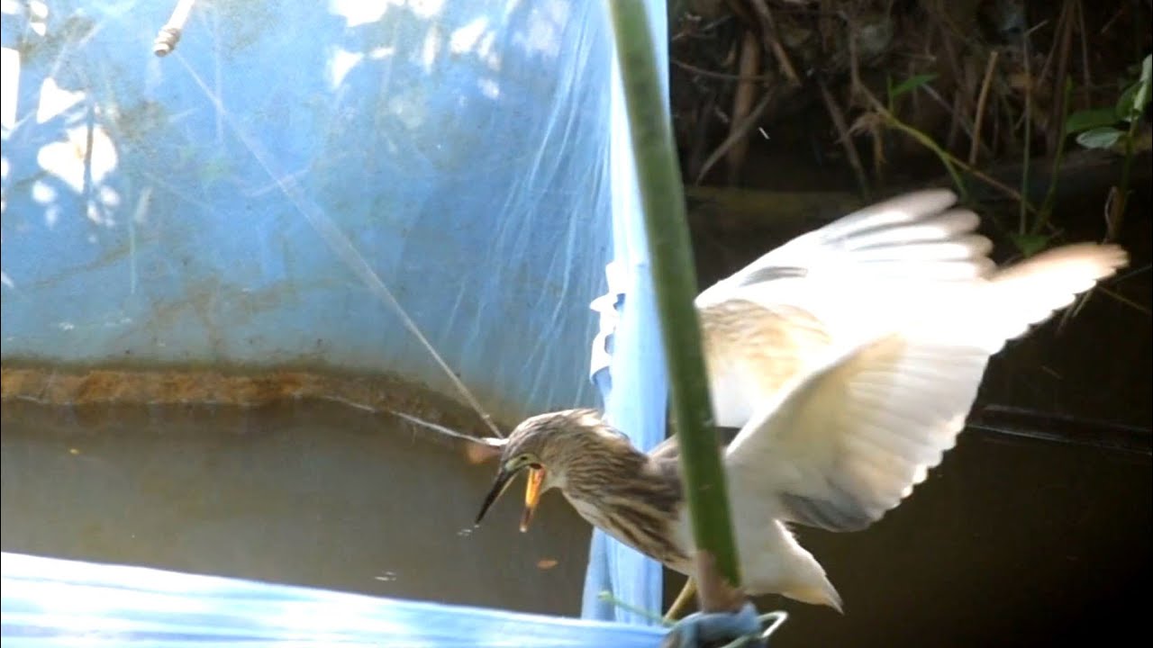 অবিশ্বাস্য ঘটনা - মাছের বড়শিতে বক ধরল - না দেখলে বিশ্বাস হবেনা - সম্পূর্ণ লাইভ - Provati Pro