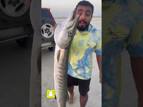 أخطر سمكة البركودا