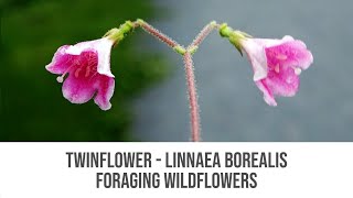 Native Plants - Twinflower Linnaea Borealis