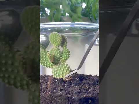 Rounded terrarium #cactus #succulent #terrarium #diy #howto #plants #fyp #plantsmakepeoplehappy