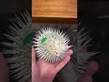可愛いハリセンボンを骨だけにすると#いのししの人