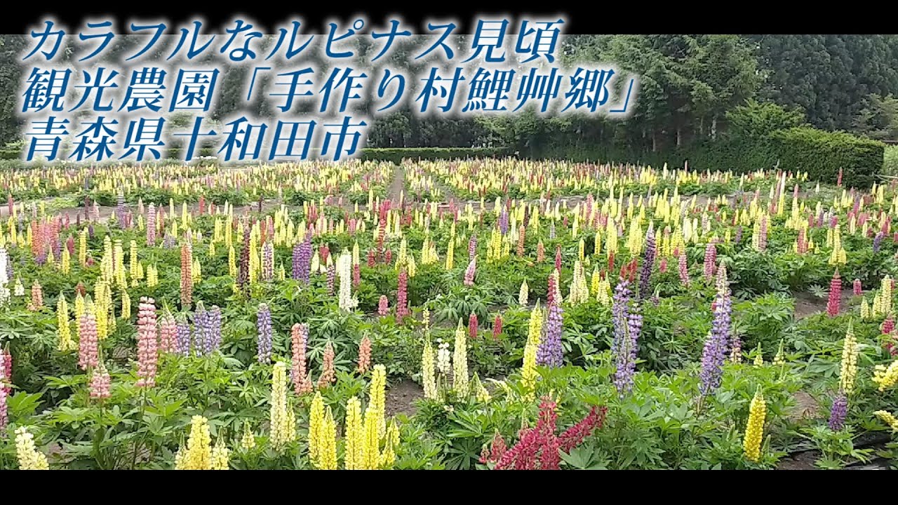 カラフル ルピナス 気分も上がる 十和田の観光農園で見頃 河北新報オンラインニュース Online News
