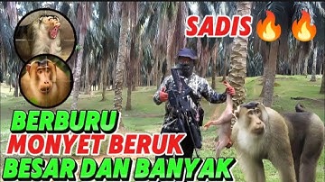 BERBURU BERUK, MONYET BERUK PERUSAK SAWIT MILIK WARGA,