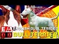 BULL TERRIER O BULL TERRIER INGLES | Historia, características y salud