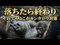 落ちたら終わり～それでもここがキンタロウ対策【京都市動物園】