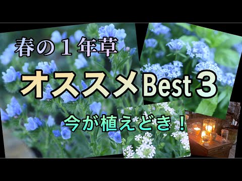 中央地区一年生花卉ガイド：美しい庭を作る品種と育て方のコツ