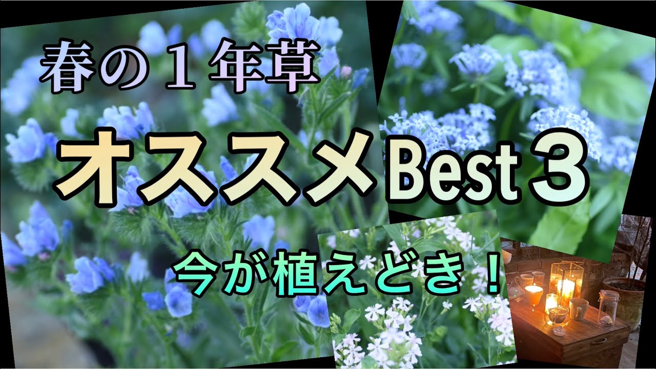 オススメ 春の一年草best3 ガーデニング Youtube