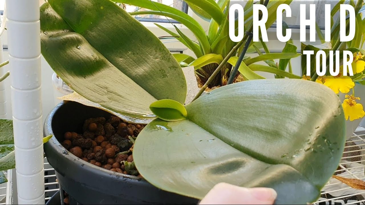 Летний обзор обновлений! | Обновления в комнате для орхидей, день полива, внекорневая подкормка |...