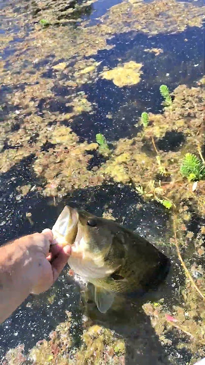 Thick grass holds thick Bass. #urbanbassslayers #bassfishing #fishing #shorts