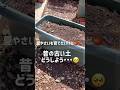 【コレで解決👍】古い土をリフレッシュ♻️ #ベランダ菜園 #プランター菜園 #家庭菜園 #gardening #shorts #土壌改良