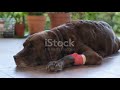 The Dark Reality of Pit Bull Dog Fighting