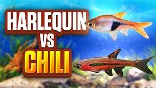 Harlequin Rasboras Vs Chili Rasboras - Whats The Best Fish For Your Aquarium?