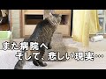 泣けるくらいかわいい老猫を病院に連れて行ったら悲しい現実を突きつけられた【老猫保護】