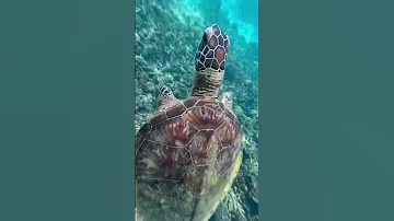 Где можно поплавать с морскими черепахами?