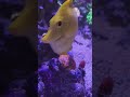Hungry Coral #reeftank #feeding